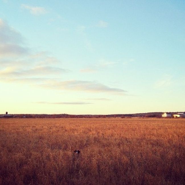 Найдите собаку Момо