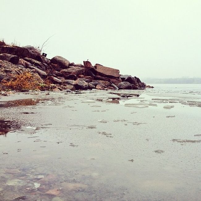 Найдите собаку Момо