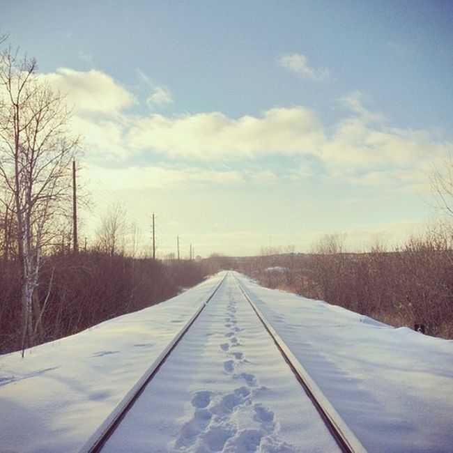 Найдите собаку Момо