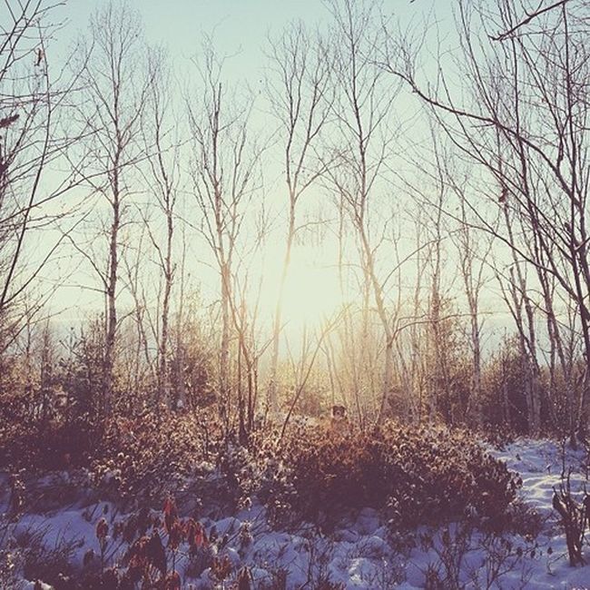 Найдите собаку Момо