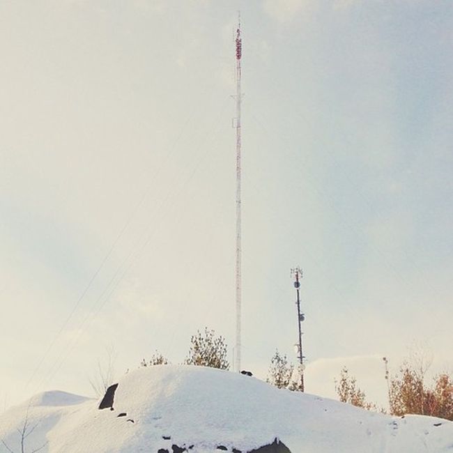 Найдите собаку Момо