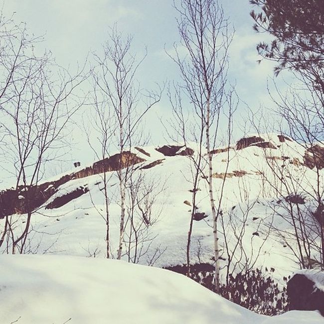 Найдите собаку Момо