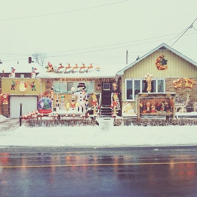 Найдите собаку Момо