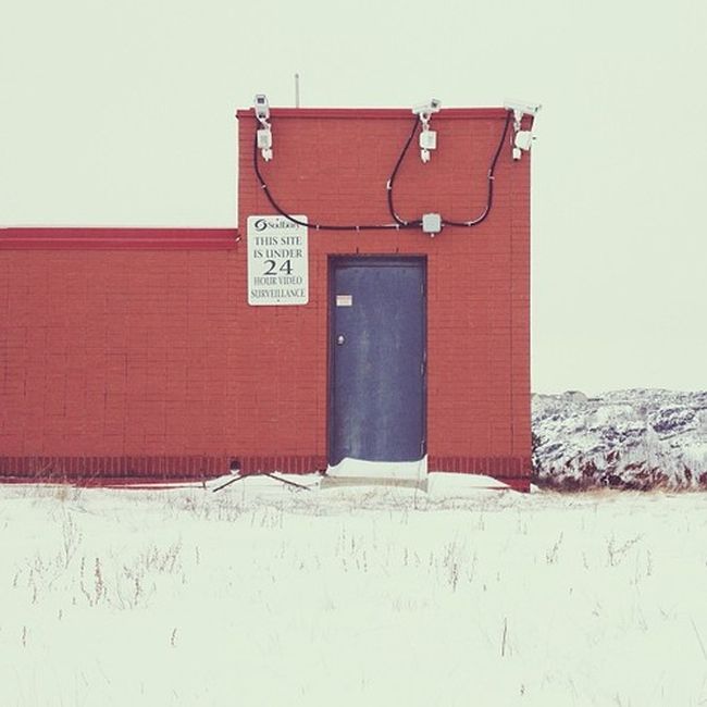 Найдите собаку Момо