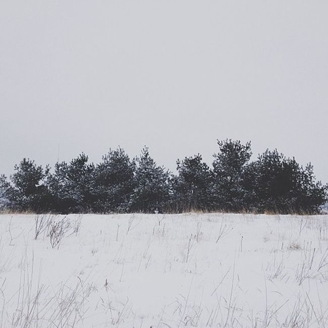 Найдите собаку Момо