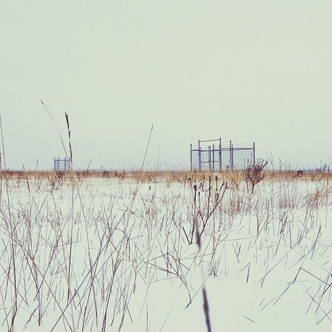 Найдите собаку Момо