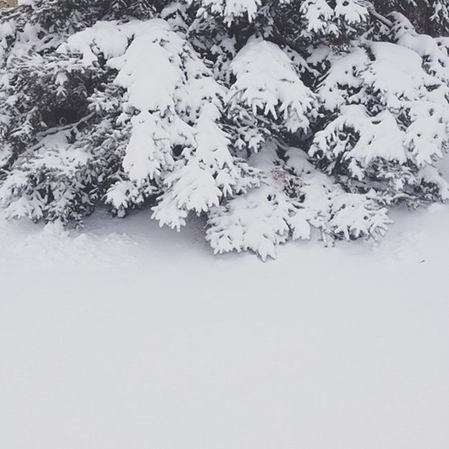 Найдите собаку Момо