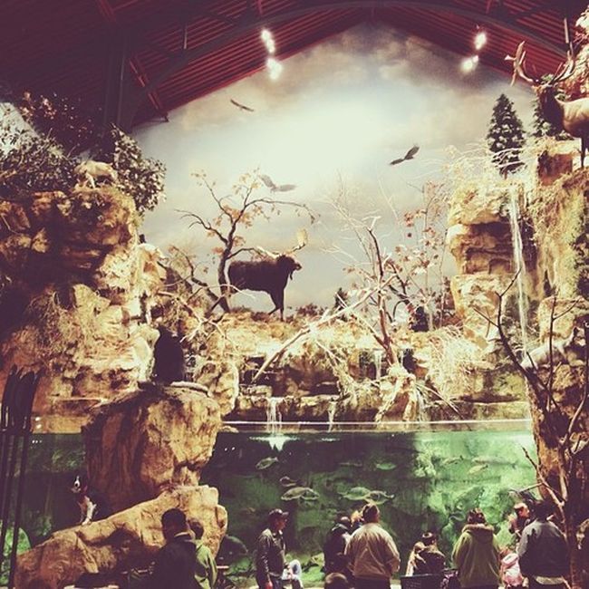 Найдите собаку Момо