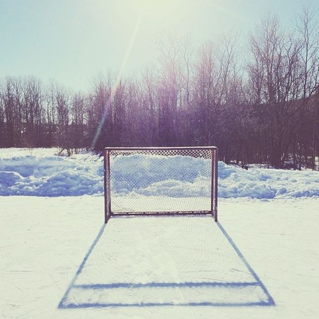 Найдите собаку Момо