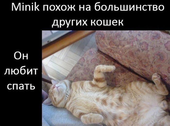 История про кота Миник (9 картинок)