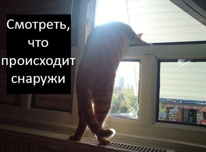 История про кота Миник (9 картинок)