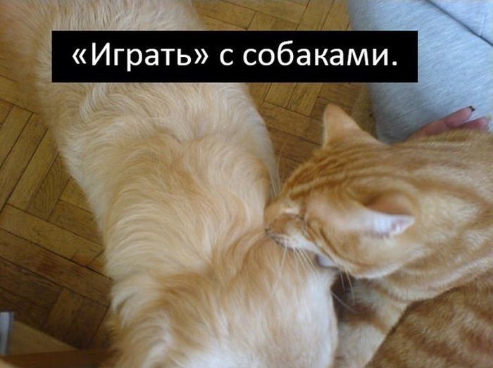 История про кота Миник (9 картинок)
