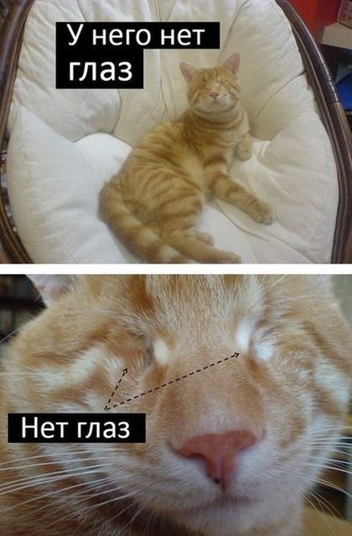 История про кота Миник (9 картинок)