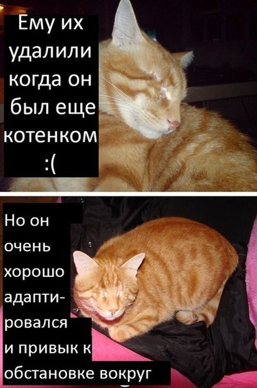 История про кота Миник (9 картинок)