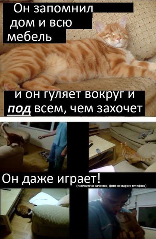 История про кота Миник (9 картинок)