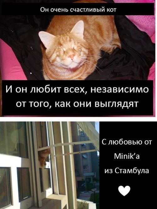 История про кота Миник (9 картинок)