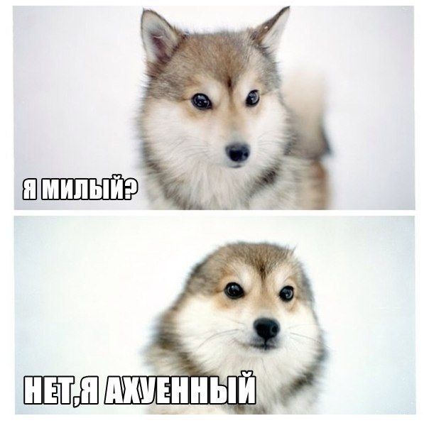 Прикольные картинки (94 фото)