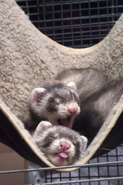 Прикольные картинки (79 фото)