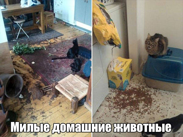 Прикольные картинки