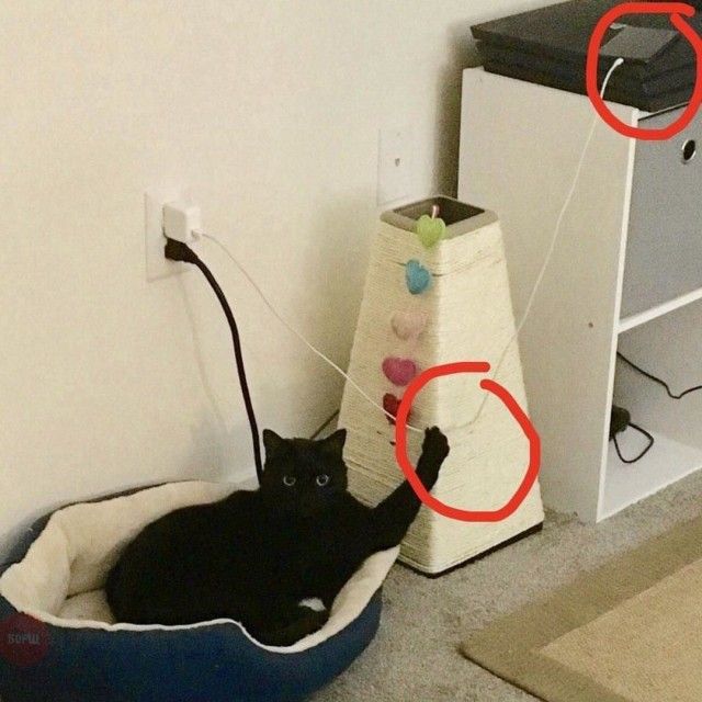 Прикольные картинки