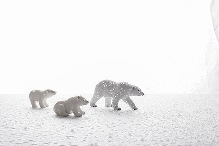Фотограф делает прекрасные снимки живой природы, не выходя из дома