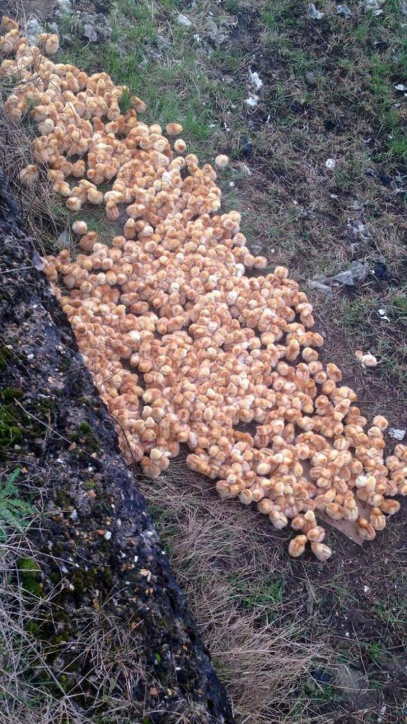 Нет порядка в британском королевстве