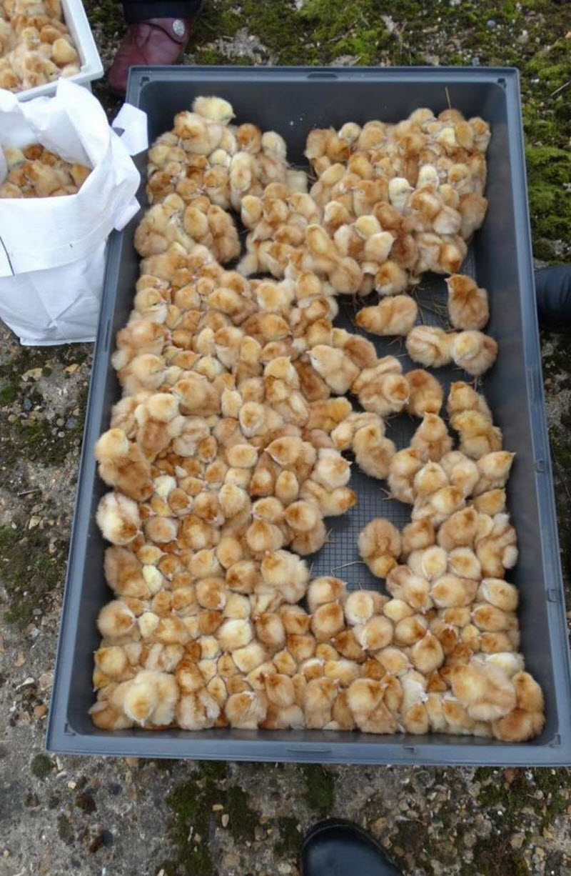 Нет порядка в британском королевстве