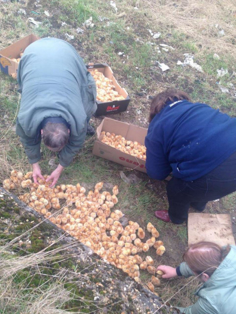 Нет порядка в британском королевстве