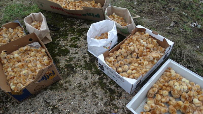 Нет порядка в британском королевстве