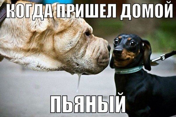 Прикольные картинки (103 фото)