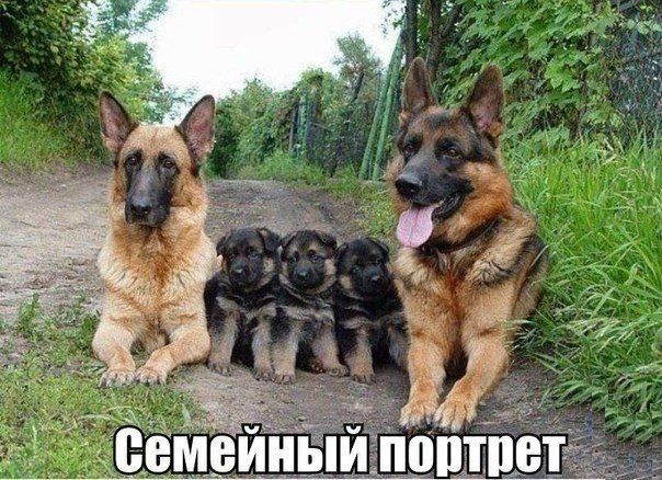 Прикольные картинки (103 фото)
