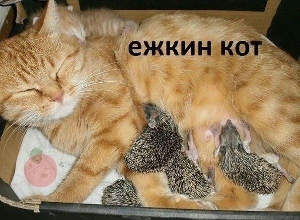 Прикольные картинки (103 фото)
