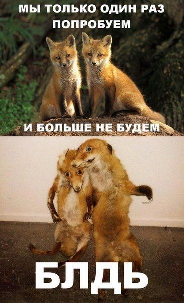 Прикольные картинки (103 фото)