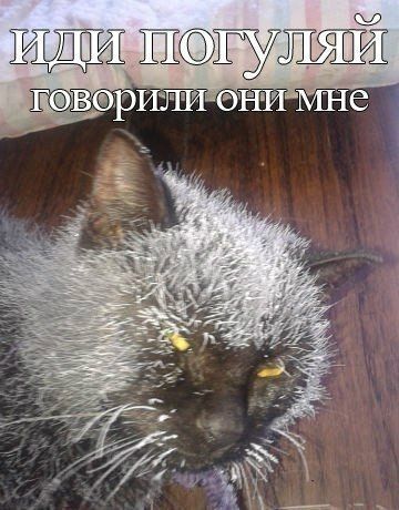Прикольные картинки (103 фото)