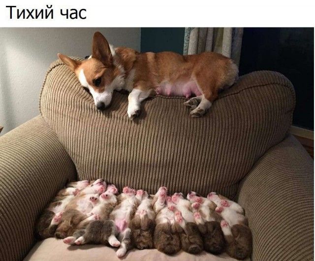 Прикольные картинки