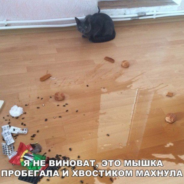 Прикольные картинки