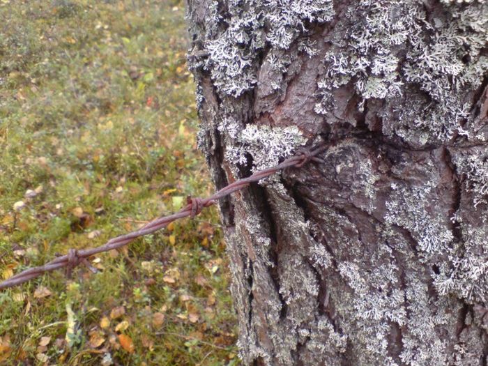 Отголоски войн, поглощенные природой