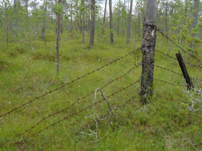 Отголоски войн, поглощенные природой