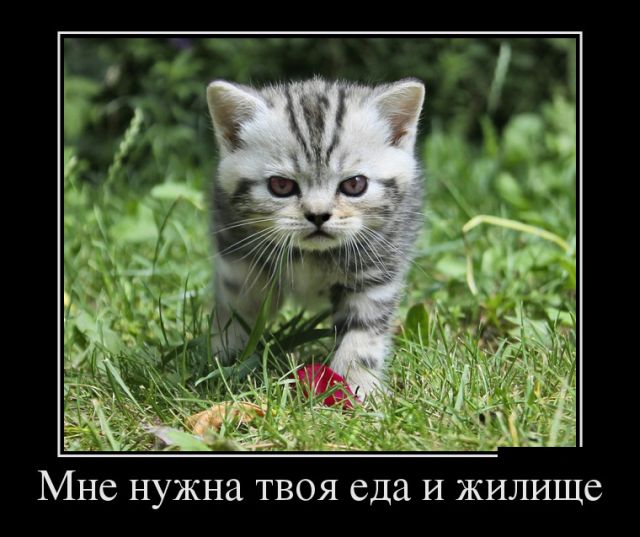 Демотиваторы