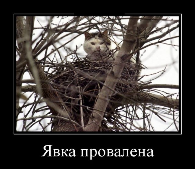 Демотиваторы
