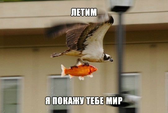 Прикольные картинки  (90 фото)