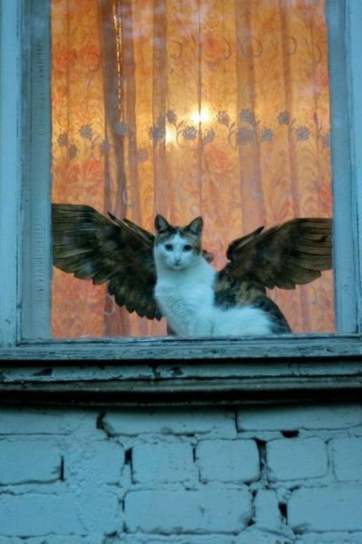 Прикольные картинки (84 фото)