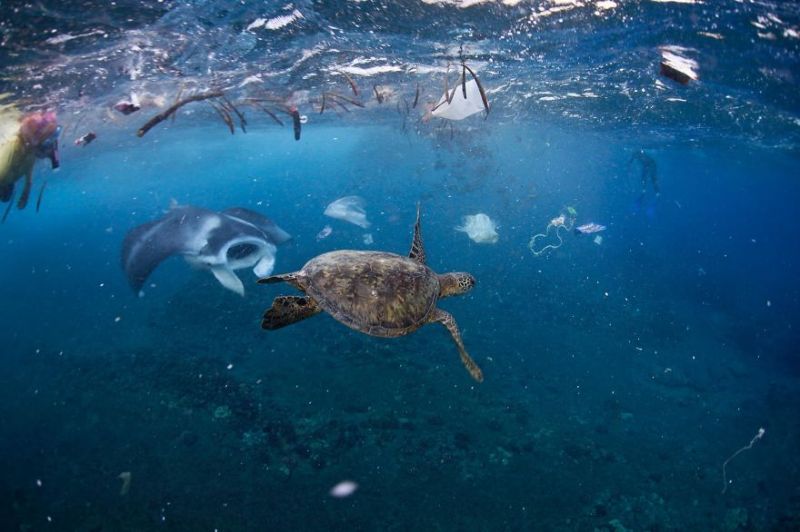 После этих снимков National Geographic буду покупать сок в бутылях и пользоваться авоськой