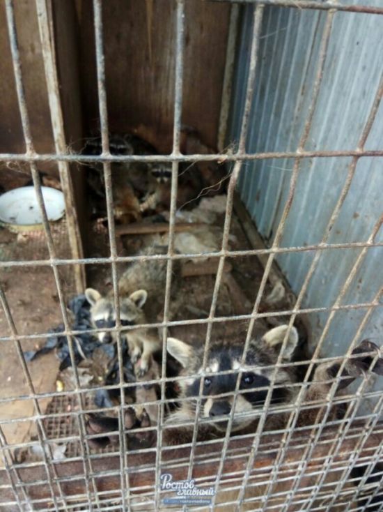 В Новошахтинске в заброшенном зоопарке голодают животные