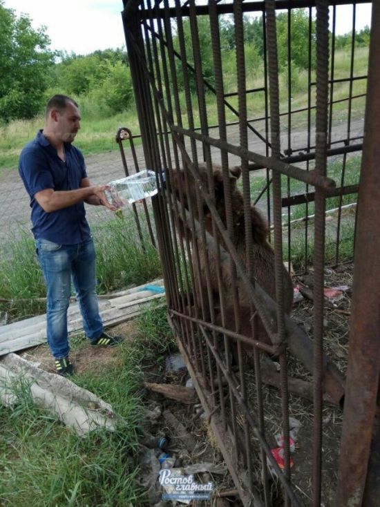 В Новошахтинске в заброшенном зоопарке голодают животные