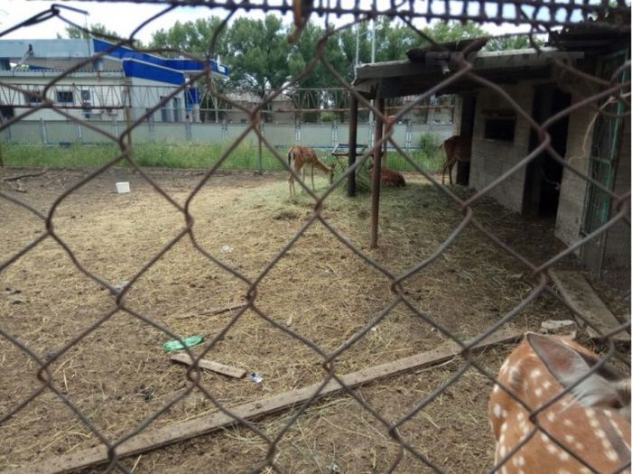 В Новошахтинске в заброшенном зоопарке голодают животные
