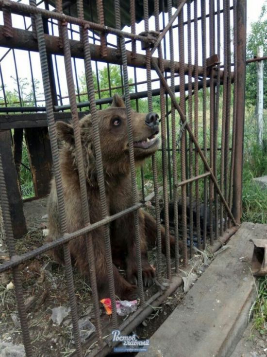 В Новошахтинске в заброшенном зоопарке голодают животные