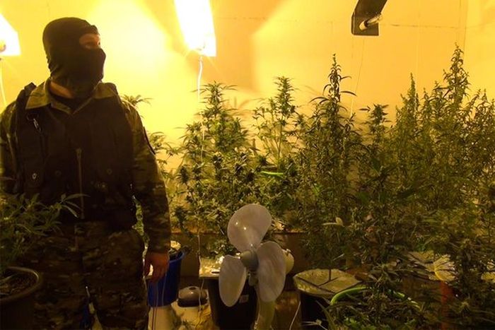 В Самаре задержали плантаторов конопли