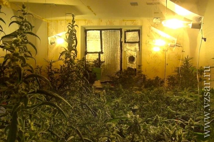В Самаре задержали плантаторов конопли