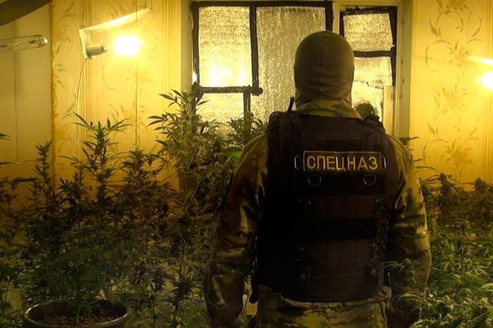 В Самаре задержали плантаторов конопли